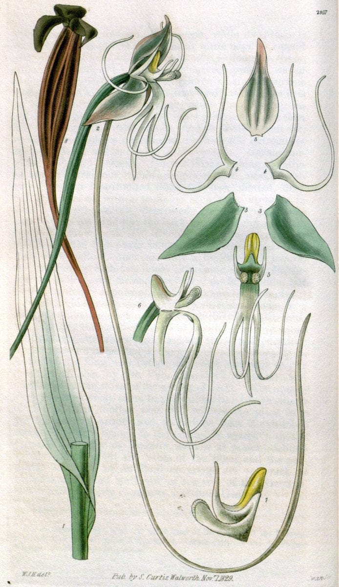 Curtis's botanical magazine. London ;New York [etc.] :Academic Press [etc.]. | Botany Periodicals "Pictorial works"  | Vintage Print Reproduction 455157