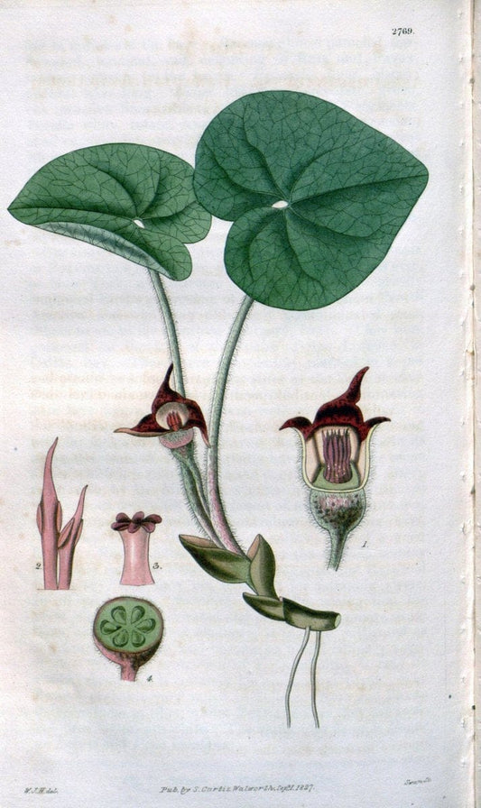 Curtis's botanical magazine. London ;New York [etc.] :Academic Press [etc.]. | Botany Periodicals "Pictorial works"  | Vintage Print Reproduction 455159