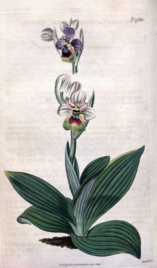 Curtis's botanical magazine. London ; New York [etc.] :Academic Press [etc.]. | "Botanical illustration" Botany Periodicals "Pictorial works" "Plants, Ornamental"  | Vintage Print Reproduction 455160