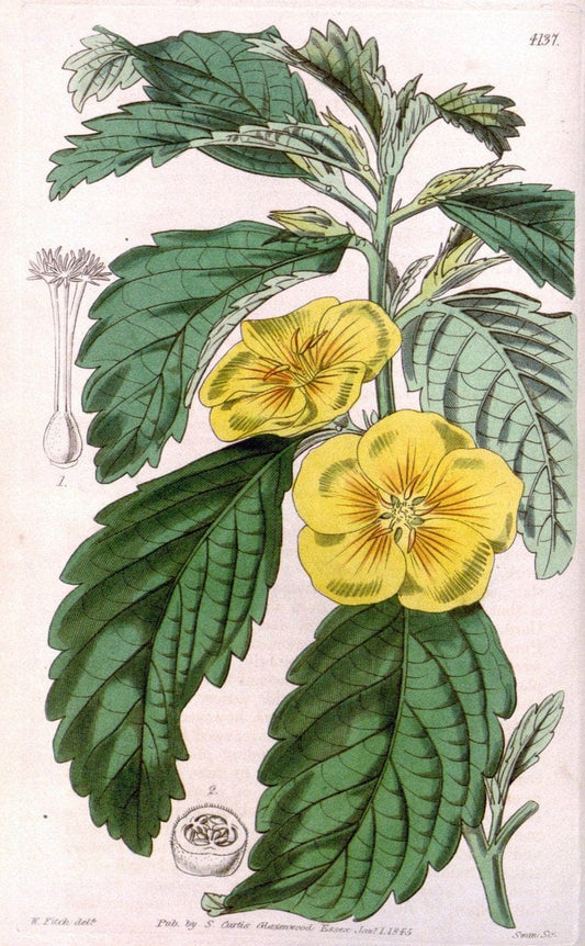 Curtis's botanical magazine. London ; New York [etc.] :Academic Press [etc.]. | "Botanical illustration" Botany Periodicals "Pictorial works" "Plants, Ornamental"  | Vintage Print Reproduction 455161