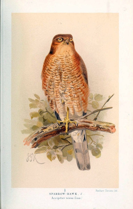 Coloured figures of the birds of the British Islands. v.1London :R. H. Porter,1885-1897. | Vintage Print Reproduction 455162