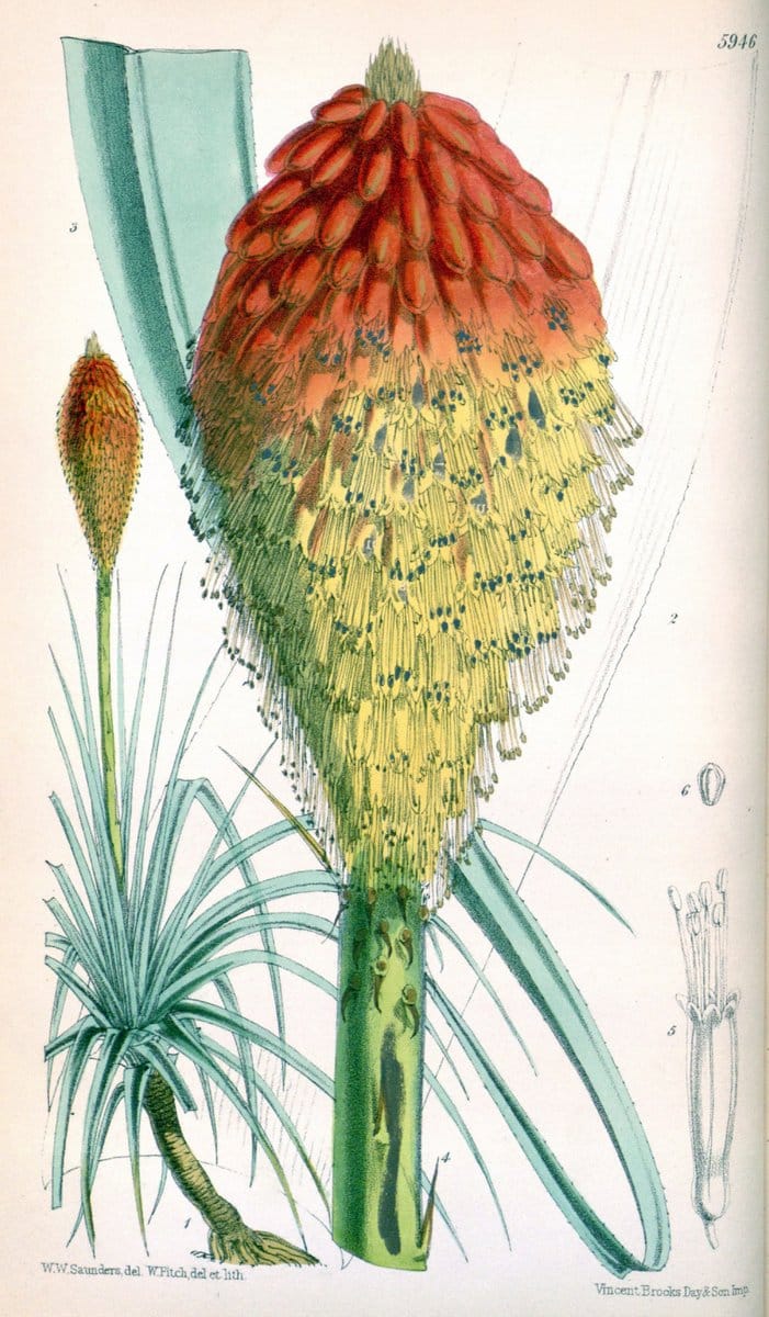 Curtis's botanical magazine. London ; New York [etc.] :Academic Press [etc.]. | "Botanical illustration" Botany Periodicals "Pictorial works" "Plants, Ornamental"  | Vintage Print Reproduction 455163