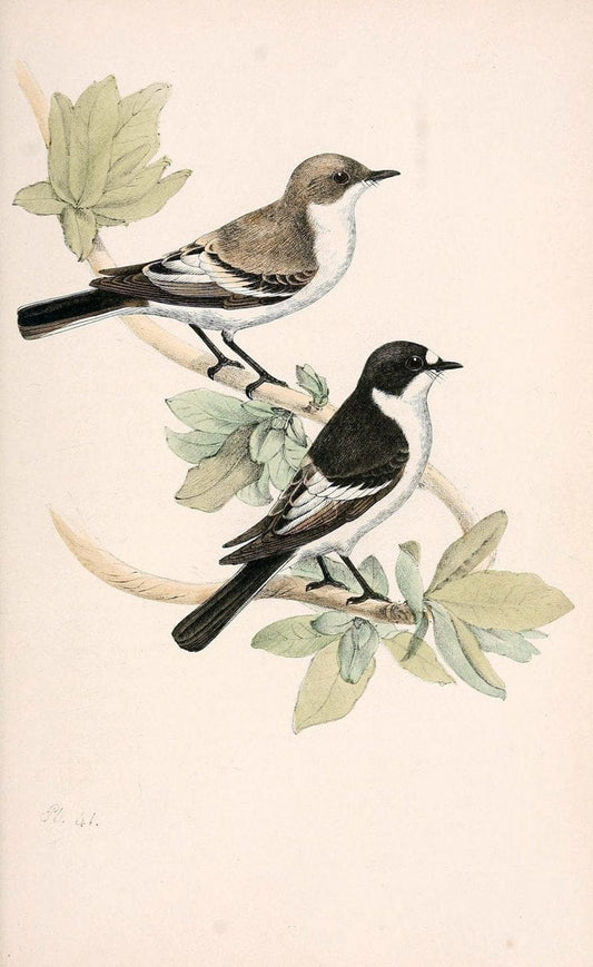 Coloured illustrations of British birds, and their eggs /.London :G.W. Nickisson,1842-1850.. |  | Vintage Print Reproduction 455164