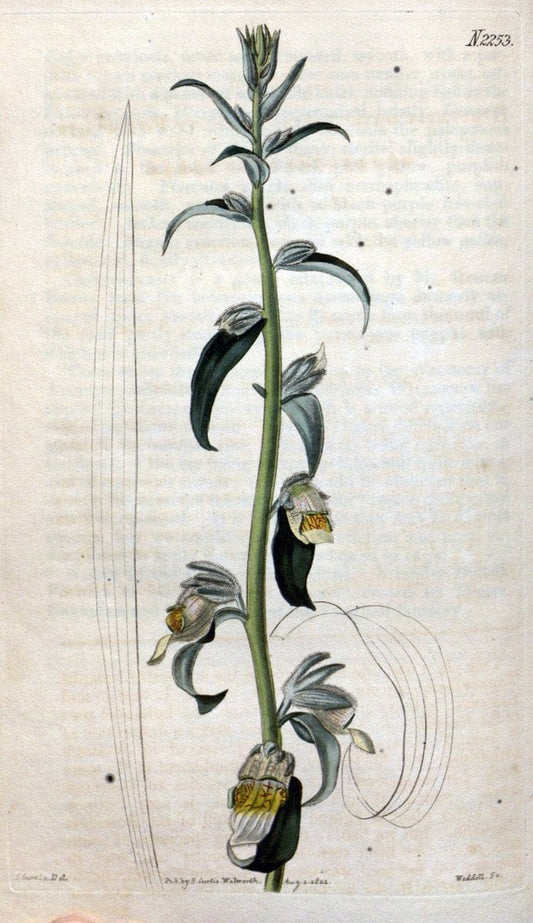 Curtis's botanical magazine. London ; New York [etc.] :Academic Press [etc.]. | "Botanical illustration" Botany Periodicals "Pictorial works" "Plants, Ornamental"  | Vintage Print Reproduction 455165