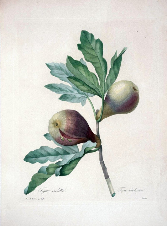 Choix des plus belles fleurs :.Paris :Ernest Panckoucke,[1833].  | 1833 Botany France Icones "Pictorial works"  | Vintage Print Reproduction 455167