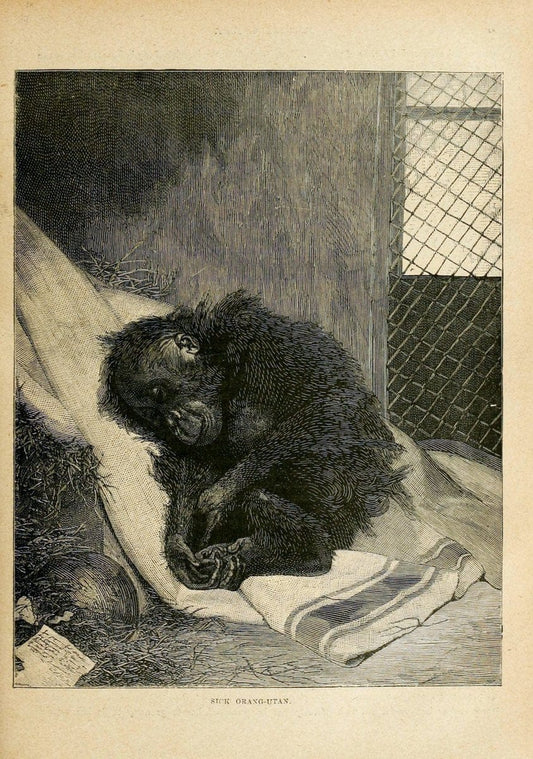 Cassell's natural history. London [etc]Cassell & Company, Limited,1896.  | "Animal behavior" Animals Nomenclature  | Vintage Print Reproduction 455168