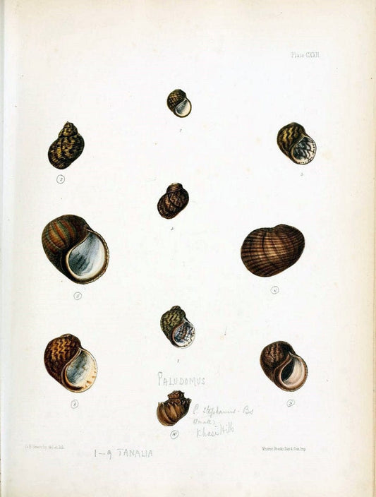 Conchologia indica,.London,1870-1876.. |  | Vintage Print Reproduction 455169