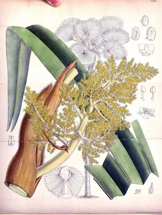 Curtis's botanical magazine. London ; New York [etc.] :Academic Press [etc.]. | "Botanical illustration" Botany Periodicals "Pictorial works" "Plants, Ornamental"  | Vintage Print Reproduction 455170