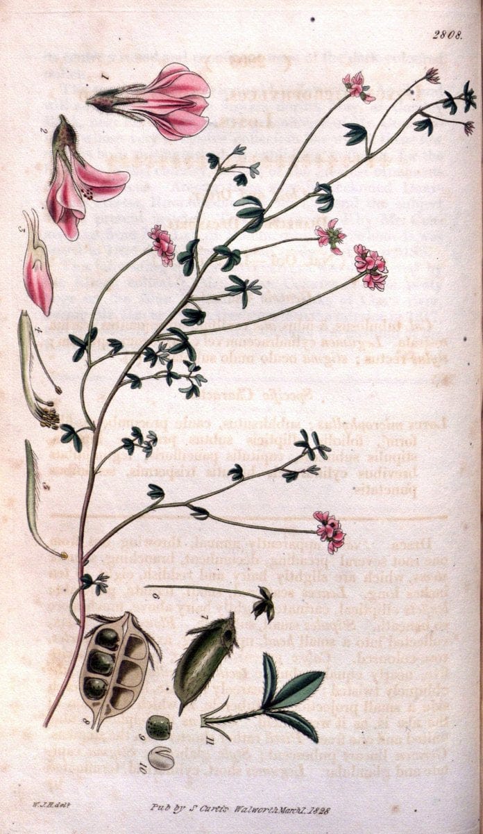 Curtis's botanical magazine. London ; New York [etc.] :Academic Press [etc.]. | "Botanical illustration" Botany Periodicals "Pictorial works" "Plants, Ornamental"  | Vintage Print Reproduction 455171