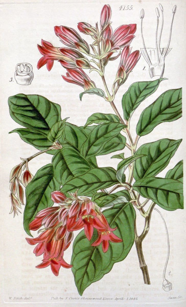Curtis's botanical magazine. London ; New York [etc.] :Academic Press [etc.]. | "Botanical illustration" Botany Periodicals "Pictorial works" "Plants, Ornamental"  | Vintage Print Reproduction 455173