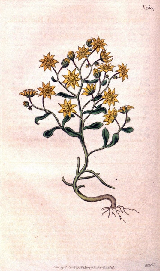 Curtis's botanical magazine. London ; New York [etc.] :Academic Press [etc.]. | "Botanical illustration" Botany Periodicals "Pictorial works" "Plants, Ornamental"  | Vintage Print Reproduction 455174