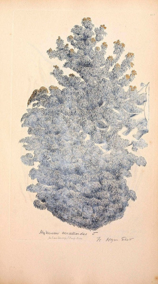Coloured figures of English fungi or mushrooms. London,Printed by J. Davis,1797-[1809]. | England Mushrooms  | Vintage Print Reproduction 455176