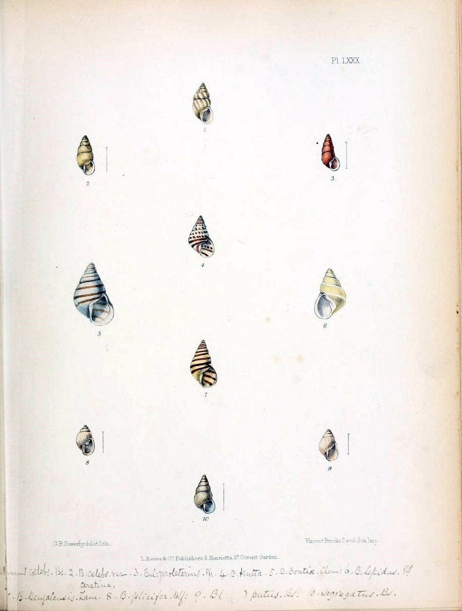 Conchologia indica,.London,1870-1876.. |  | Vintage Print Reproduction 455177