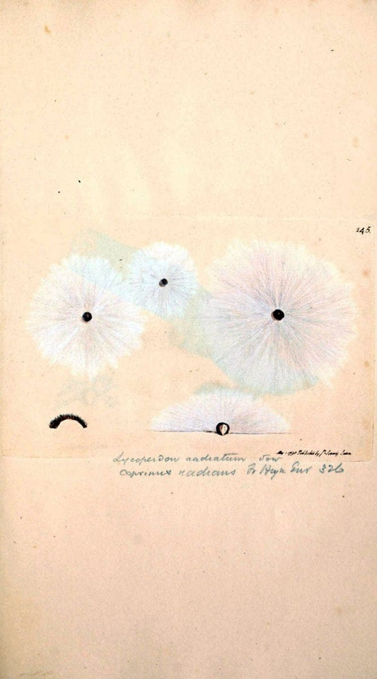 Coloured figures of English fungi or mushrooms. London,Printed by J. Davis,1797-[1809]. | England Mushrooms  | Vintage Print Reproduction 455178