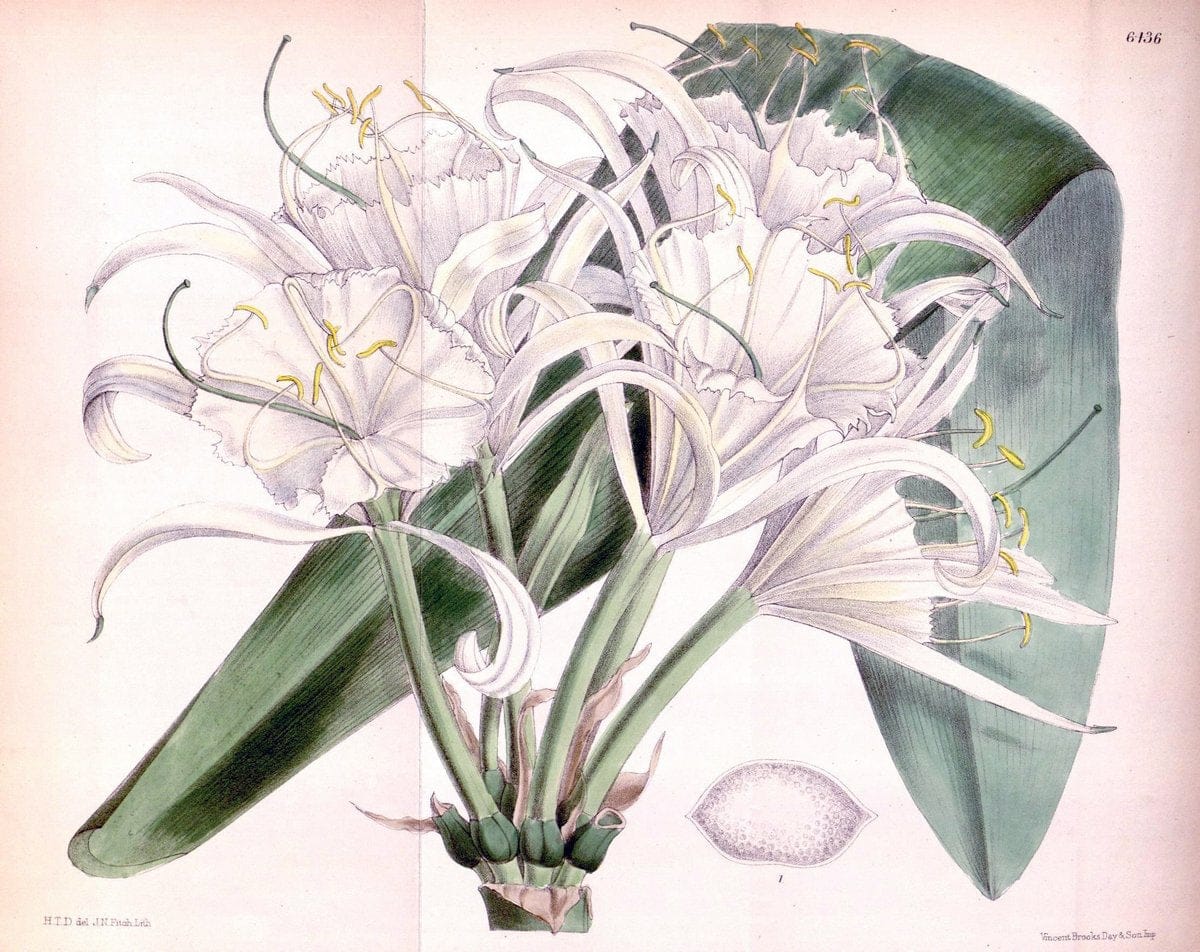 Curtis's botanical magazine. London ; New York [etc.] :Academic Press [etc.]. | "Botanical illustration" Botany Periodicals "Pictorial works" "Plants, Ornamental"  | Vintage Print Reproduction 455179