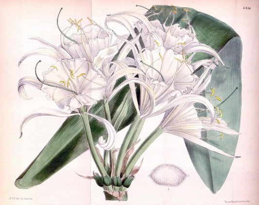 Curtis's botanical magazine. London ; New York [etc.] :Academic Press [etc.]. | "Botanical illustration" Botany Periodicals "Pictorial works" "Plants, Ornamental"  | Vintage Print Reproduction 455179