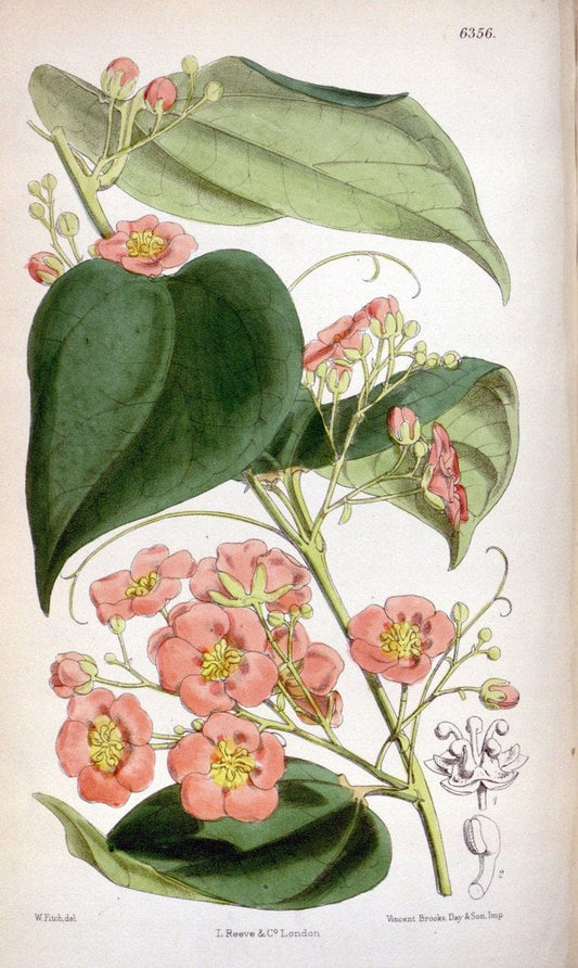 Curtis's botanical magazine. London ; New York [etc.] :Academic Press [etc.]. | "Botanical illustration" Botany Periodicals "Pictorial works" "Plants, Ornamental"  | Vintage Print Reproduction 455180