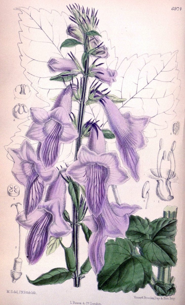 Dragable Image