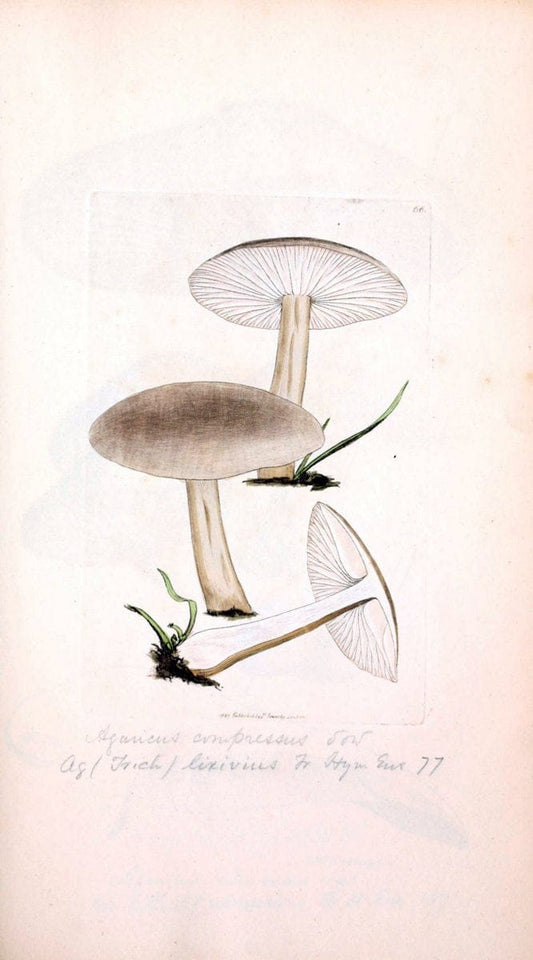 Coloured figures of English fungi or mushrooms. London,Printed by J. Davis,1797-[1809]. | England Mushrooms  | Vintage Print Reproduction 455182