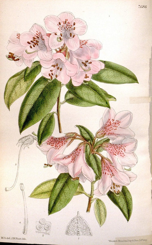 Curtis's botanical magazine. London ; New York [etc.] :Academic Press [etc.]. | "Botanical illustration" Botany Periodicals "Pictorial works" "Plants, Ornamental"  | Vintage Print Reproduction 455184