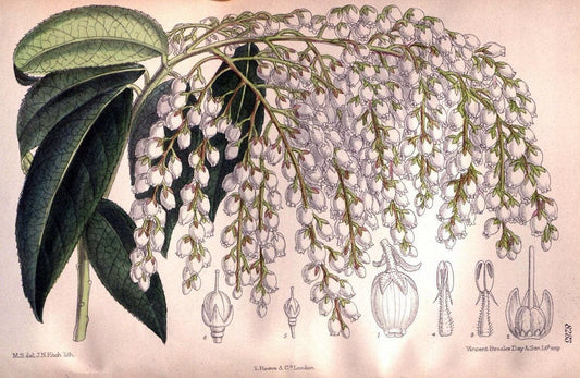 Curtis's botanical magazine. London ; New York [etc.] :Academic Press [etc.]. | "Botanical illustration" Botany Periodicals "Pictorial works" "Plants, Ornamental"  | Vintage Print Reproduction 455185