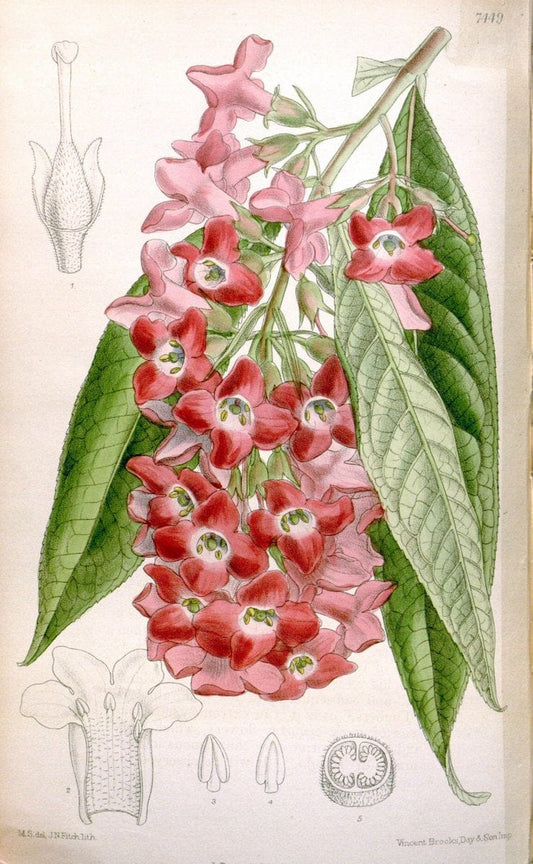 Curtis's botanical magazine. London ; New York [etc.] :Academic Press [etc.]. | "Botanical illustration" Botany Periodicals "Pictorial works" "Plants, Ornamental"  | Vintage Print Reproduction 455186