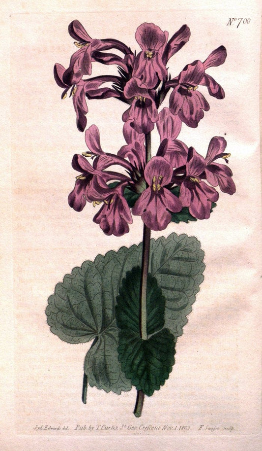 Curtis's botanical magazine..London ;New York [etc.] :Academic Press [etc.]. |  | Vintage Print Reproduction 455187