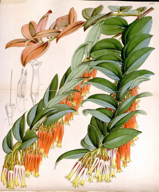 Curtis's botanical magazine..London ;New York [etc.] :Academic Press [etc.]. |  | Vintage Print Reproduction 455188
