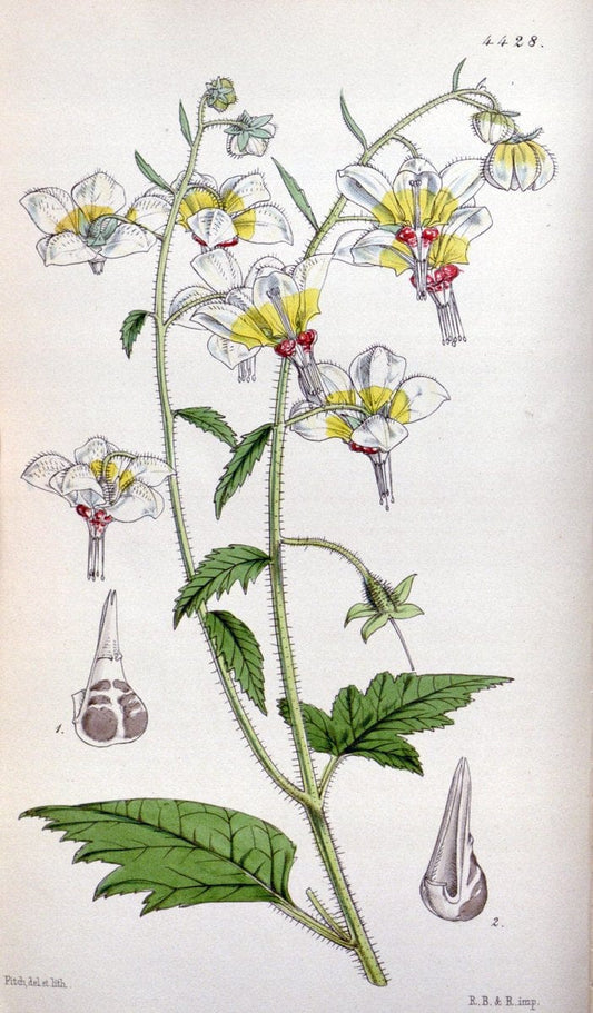 Curtis's botanical magazine. London ;New York [etc.] :Academic Press [etc.]. | Botany Periodicals "Pictorial works"  | Vintage Print Reproduction 455189