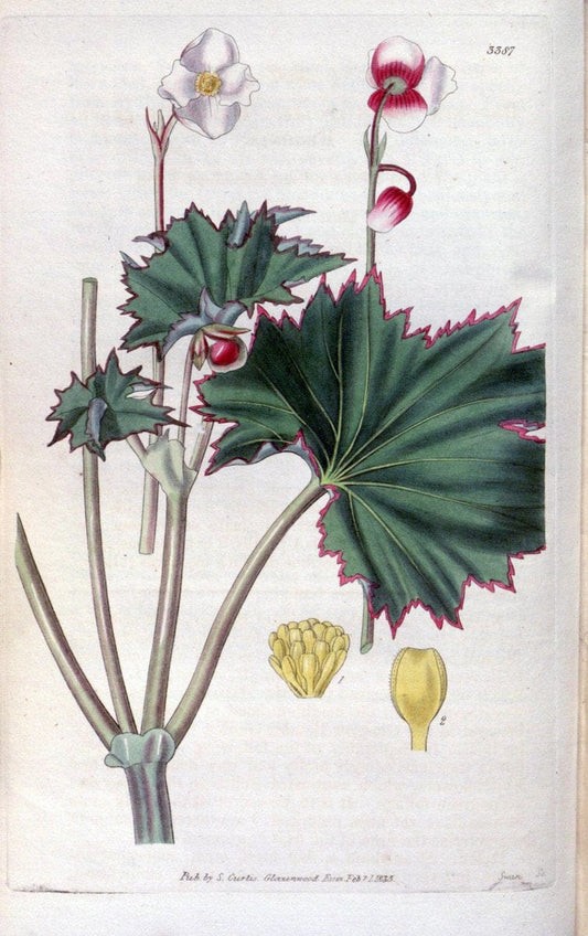 Curtis's botanical magazine. London ;New York [etc.] :Academic Press [etc.]. | Botany Periodicals "Pictorial works"  | Vintage Print Reproduction 455190
