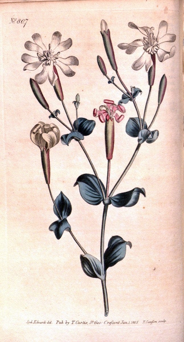 Curtis's botanical magazine. London ;New York [etc.] :Academic Press [etc.]. | Botany Periodicals "Pictorial works"  | Vintage Print Reproduction 455191