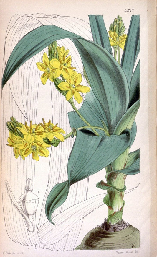 Curtis's botanical magazine. London ;New York [etc.] :Academic Press [etc.]. | Botany Periodicals "Pictorial works"  | Vintage Print Reproduction 455192