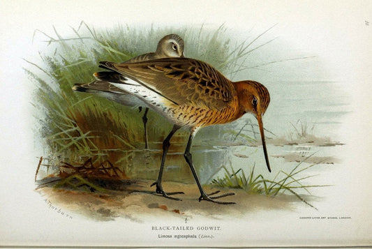 Coloured figures of the birds of the British Islands / issued by Lord Lilford. London :R | Birds "Great Britain" "Pictorial works"  | Vintage Print Reproduction 455194