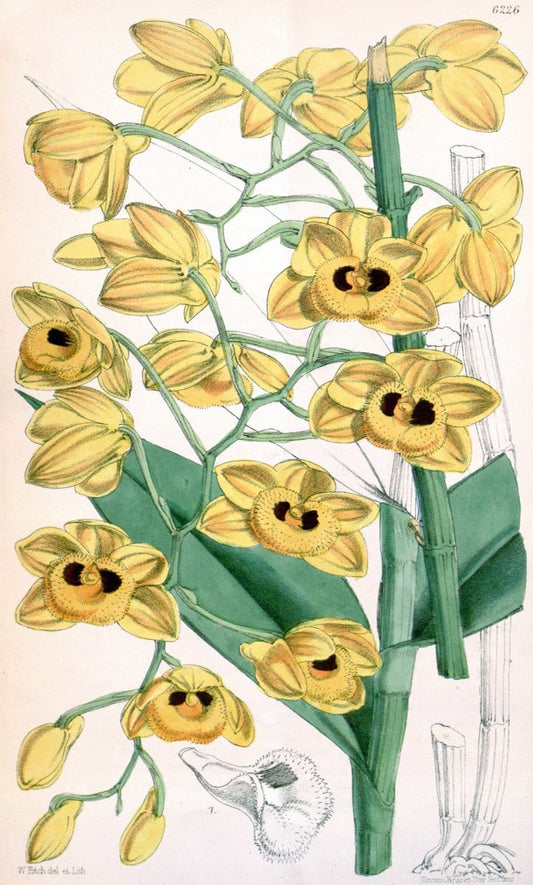 Curtis's botanical magazine. London ; New York [etc.] :Academic Press [etc.]. | "Botanical illustration" Botany Periodicals "Pictorial works" "Plants, Ornamental"  | Vintage Print Reproduction 455195