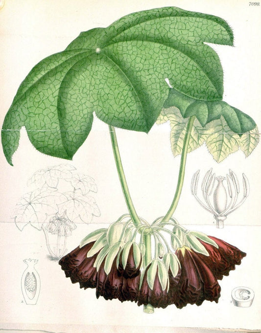 Curtis's botanical magazine. London ; New York [etc.] :Academic Press [etc.]. | "Botanical illustration" Botany Periodicals "Pictorial works" "Plants, Ornamental"  | Vintage Print Reproduction 455196
