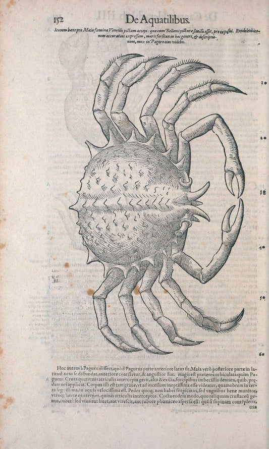 Conradi Gesneri medici Tigurini Historiae animalium liber IV :.Francofurti :In Bibliopol | "Early works to 1800" Fishes Mollusks "Pre-Linnean works" Zoology | Vintage Print Reproduction 455198