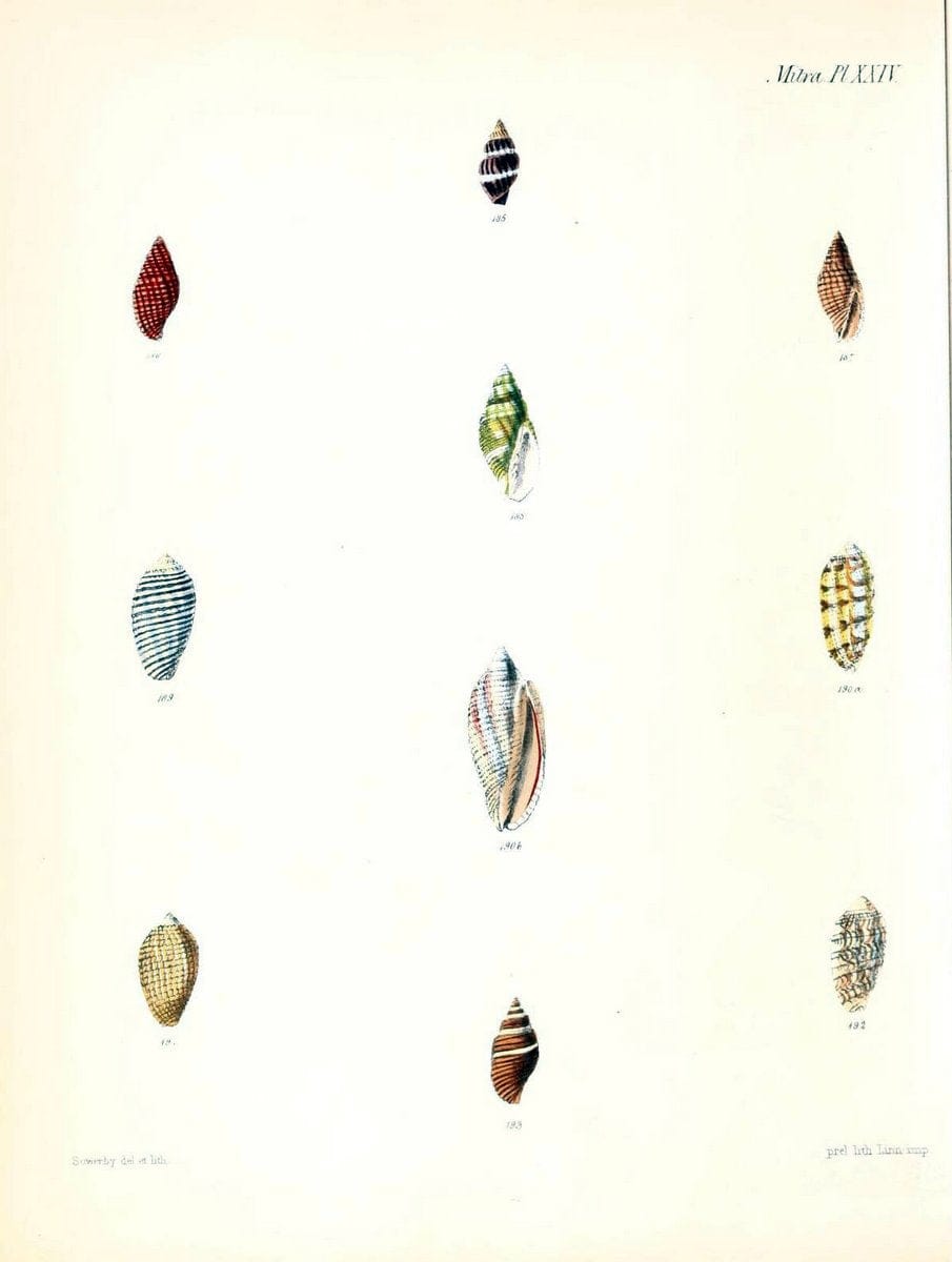 Conchologia iconica, or, Illustrations of the shells of molluscous animals /.London :Reeve, Brothers,1843-1878.  | Mollusks "Pictorial works" Shells | Vintage Print Reproduction 455199