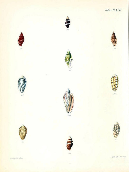 Conchologia iconica, or, Illustrations of the shells of molluscous animals /.London :Reeve, Brothers,1843-1878.  | Mollusks "Pictorial works" Shells | Vintage Print Reproduction 455199