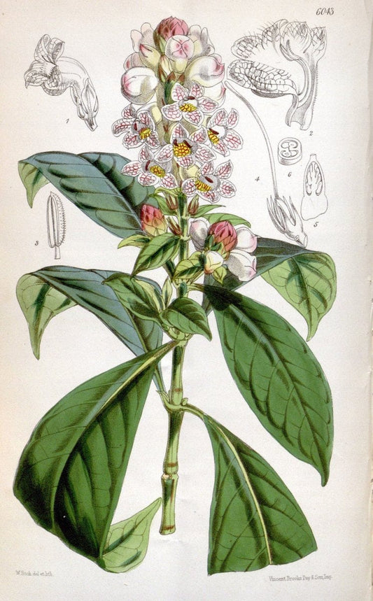 Curtis's botanical magazine. London ; New York [etc.] :Academic Press [etc.]. | "Botanical illustration" Botany Periodicals "Pictorial works" "Plants, Ornamental"  | Vintage Print Reproduction 455201