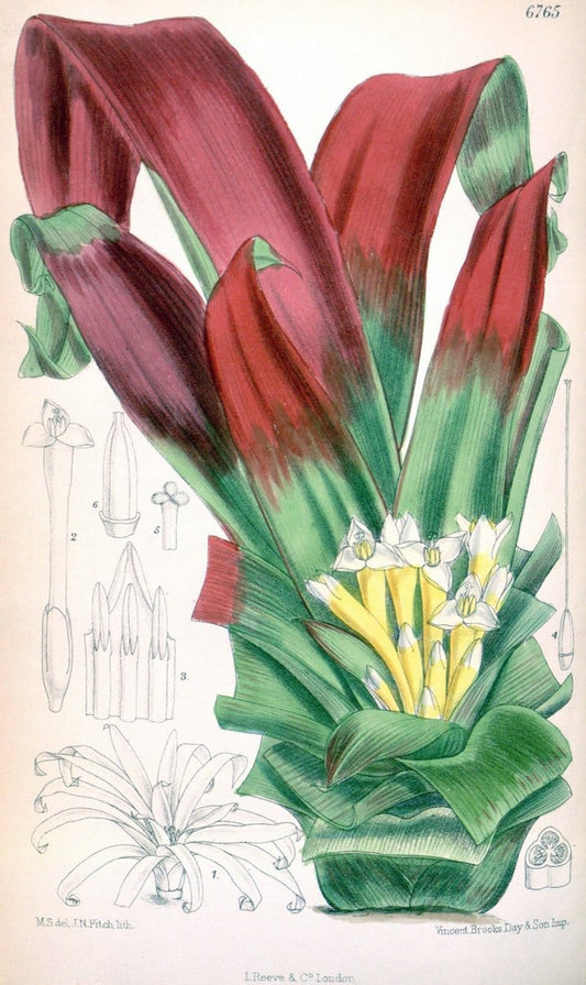 Curtis's botanical magazine. London ; New York [etc.] :Academic Press [etc.]. | "Botanical illustration" Botany Periodicals "Pictorial works" "Plants, Ornamental"  | Vintage Print Reproduction 455202