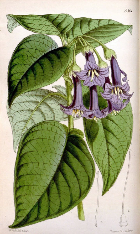 Curtis's botanical magazine. London ; New York [etc.] :Academic Press [etc.]. | "Botanical illustration" Botany Periodicals "Pictorial works" "Plants, Ornamental"  | Vintage Print Reproduction 455203