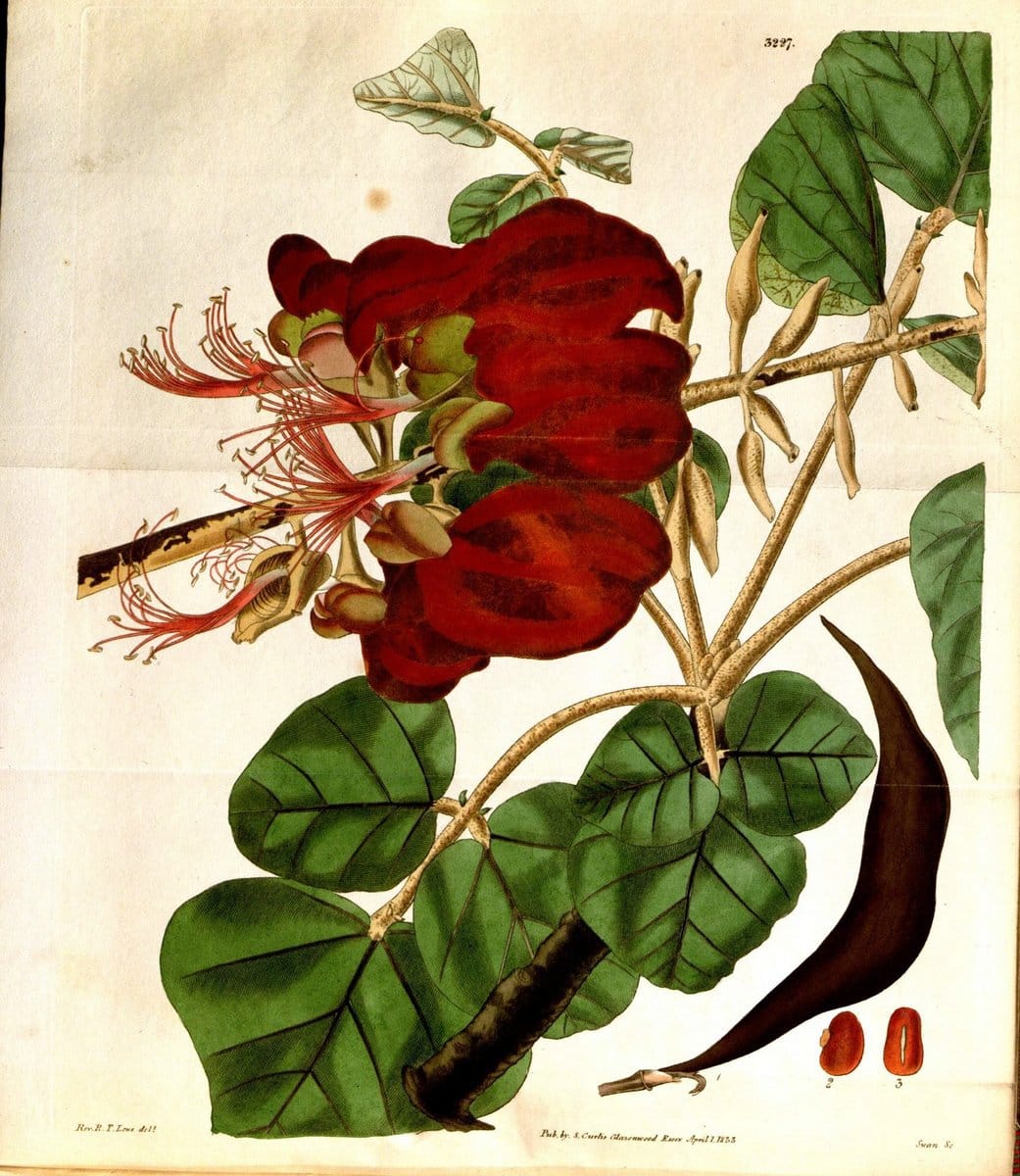 Curtis's botanical magazine. London ; New York [etc.] :Academic Press [etc.]. | "Botanical illustration" Botany Periodicals "Pictorial works" "Plants, Ornamental"  | Vintage Print Reproduction 455204