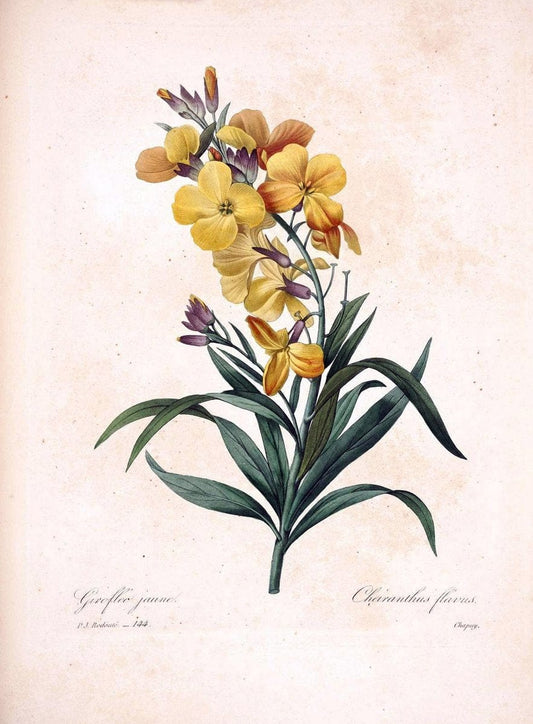 Choix des plus belles fleurs :.Paris:Ernest Panckoucke,[1833].. |  | Vintage Print Reproduction 455206