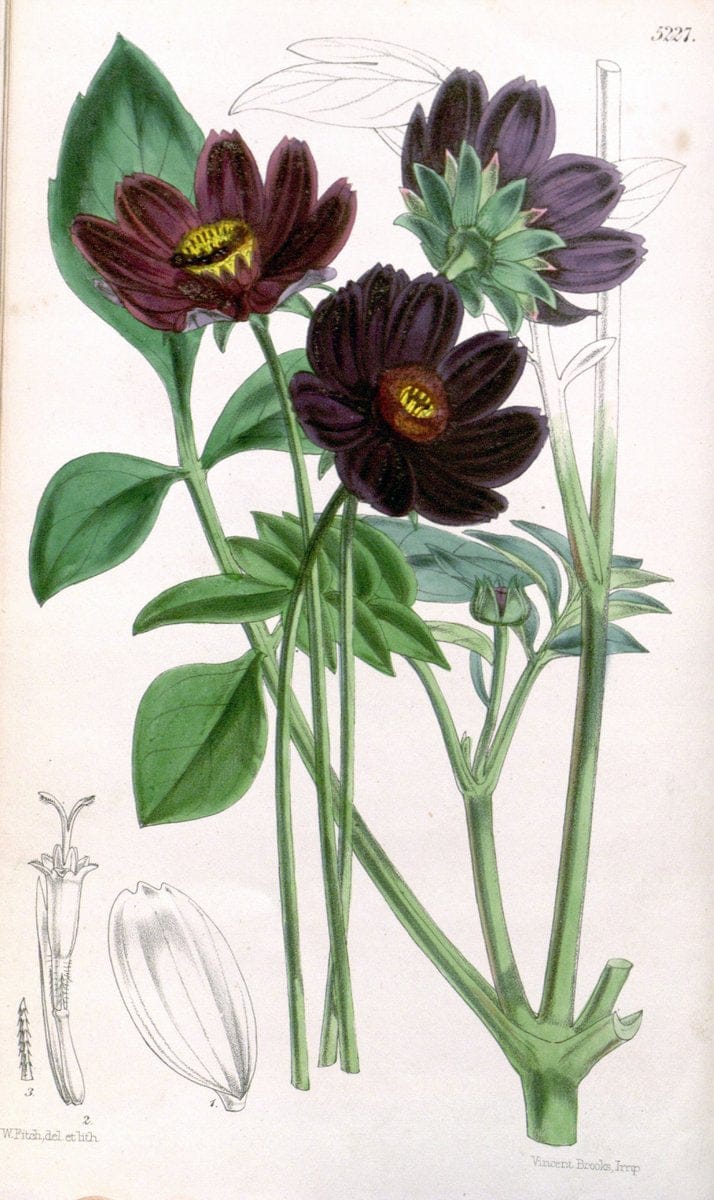 Curtis's botanical magazine. London ; New York [etc.] :Academic Press [etc.]. | "Botanical illustration" Botany Periodicals "Pictorial works" "Plants, Ornamental"  | Vintage Print Reproduction 455207