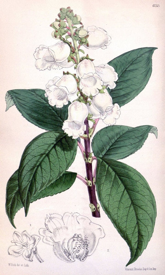 Curtis's botanical magazine. London ; New York [etc.] :Academic Press [etc.]. | "Botanical illustration" Botany Periodicals "Pictorial works" "Plants, Ornamental"  | Vintage Print Reproduction 455208