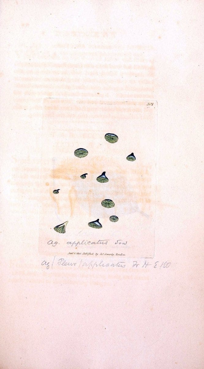 Coloured figures of English fungi or mushrooms. London,Printed by J. Davis,1797-[1809]. | England Mushrooms  | Vintage Print Reproduction 455209