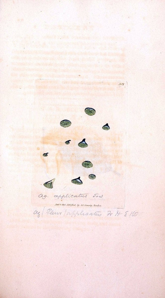 Coloured figures of English fungi or mushrooms. London,Printed by J. Davis,1797-[1809]. | England Mushrooms  | Vintage Print Reproduction 455209