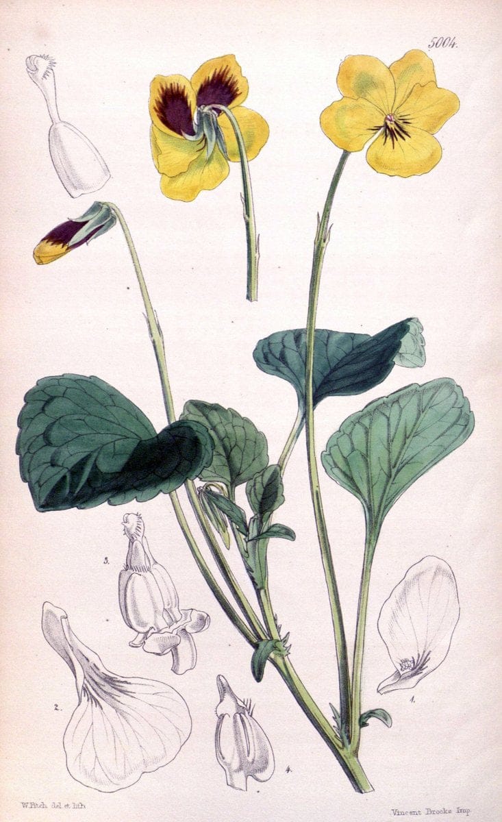 Curtis's botanical magazine. London ; New York [etc.] :Academic Press [etc.]. | "Botanical illustration" Botany Periodicals "Pictorial works" "Plants, Ornamental"  | Vintage Print Reproduction 455210