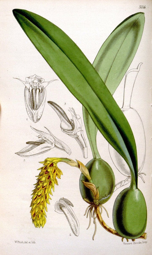 Curtis's botanical magazine. London ; New York [etc.] :Academic Press [etc.]. | "Botanical illustration" Botany Periodicals "Pictorial works" "Plants, Ornamental"  | Vintage Print Reproduction 455213