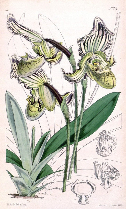Curtis's botanical magazine. London ; New York [etc.] :Academic Press [etc.]. | "Botanical illustration" Botany Periodicals "Pictorial works" "Plants, Ornamental"  | Vintage Print Reproduction 455215